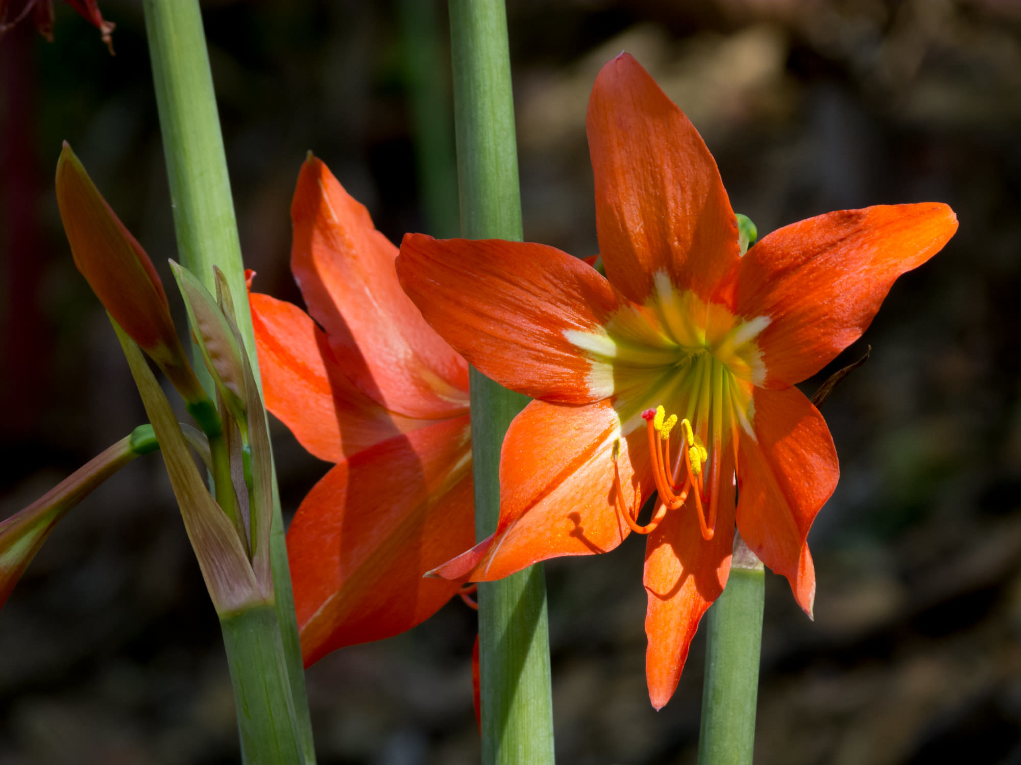 Hippeastrum puniceum
